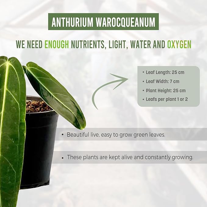 LEAL PLANTS ECUADOR Anthurium Warocqueanum (Pack of 2)| Green Live Plant for Indoors |Rare and Exotic Indoor Plants for Living Room | Queen Anthuriums House Plants | Warocqueanum Heart Plant