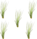 Air Plants - Tillandsia Juncea, Jumbo 8-12" - 5ct - Live Arrival Guaranteed - House Plants for Home Decor & Gift