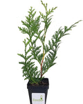 Thuja Green Giant Arborvitae Lot of 75, 3 Inch Pot