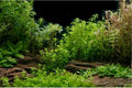 Aquarium Background Underwater Green Grass Leaves Stone Aquarium Backdrop Vivid and Fresh Green Aquatic Plant Stone River Bed and Lake Fish Tank Background Decor Vinyl 72x18in
