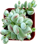 Live Succulent Cotyledon Pendens, Approx 2-inch Large, Potted Succulents, Fully Rooted, Easy Care House Plants