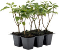 6 Dallas Red Lantana | Live Plants in 2.5-inch Nursery Cubes | Lantana Camara 'Dallas Red' Variety | Hardy Evergreen Perennial Shrub | Fiery Vibrant Blooms for Home & Garden