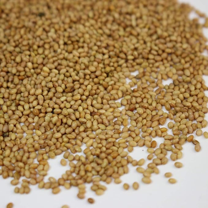 Crimson Clover Seeds (Coated) - 1 Lb - Garden Cover Crop, Non-GMO, Open Pollinated, Perennial, Heirloom - Coated for Easy Planting