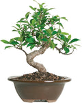 Brussel's Bonsai Live Golden Gate Ficus Indoor Bonsai Tree - Small, 4 Years, 5 to 8 In - Live Bonsai Tree in Ceramic Bonsai Pot