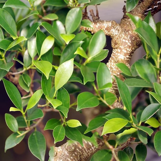 Brussel's Bonsai Live Golden Gate Ficus Indoor Bonsai Tree - Large, 10 Years, 16 to 20 In - Live Bonsai Tree in Ceramic Bonsai Pot