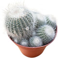 Live Succulent Plants Silver Ball Cactus, Easy Care Potted Succulents, Approx 4" D x 4" H, Indoor Houseplant, Unique Gifts, Home Office Décor