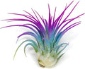 Ionantha Guatemala Tillandsia Air Plant, Guatemala Tillandsia Live Airplant, Healthy Arrival Guaranteed, Great Indoor Plant, Home Decor & Gift (Rainbow)