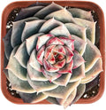 Live Succulent Echeveria 'Red Velutinous' Sugar Heart, Approx 2-inch Large, Potted Succulents, Fully Rooted, Easy Care House Plants