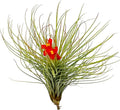 Air Plants - Tillandsia Andreana, Large 4-6" - 1ct - Live Arrival Gauranteed - House Plants for Home Decor & Gift