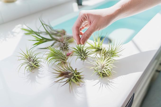 5 Pack Air Plants Red Abdita Tillandsia - Medium Air Plants Live Variety Pack - Live Succulent House Plant - Home Holders and Garden Decor - Easy Care Indoor and Outdoor Plant