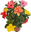 Tropical Plants of Florida Live Hibiscus Bush – Mystery Multi-Color Flowering Shrub in 3 Gallon Pot, 24 to 28” Tall – 2 to 3 Mixed Bloom Colors, Outdoor Tropical Garden Plant