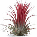 Ionantha Fuego Tillandsia Air Plants - Vibrant 5-Pack for Easy Home Decor