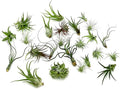 Air Plants Bulk - Tillandsia Variety Wholesale Pack, Regular 1-3" - 25ct - Live Arrival Guaranteed - House Plants for Home Decor & Gift