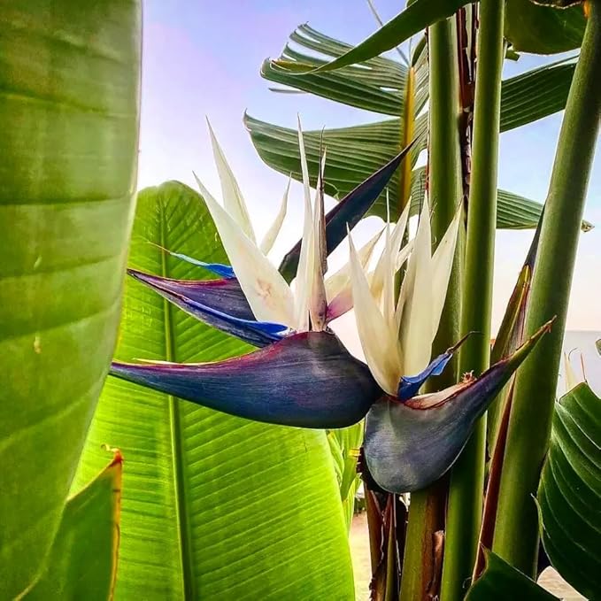 Bird of Paradise - White + Orange - Strelitzia. (2 White + 2 Orange BoP Cups)