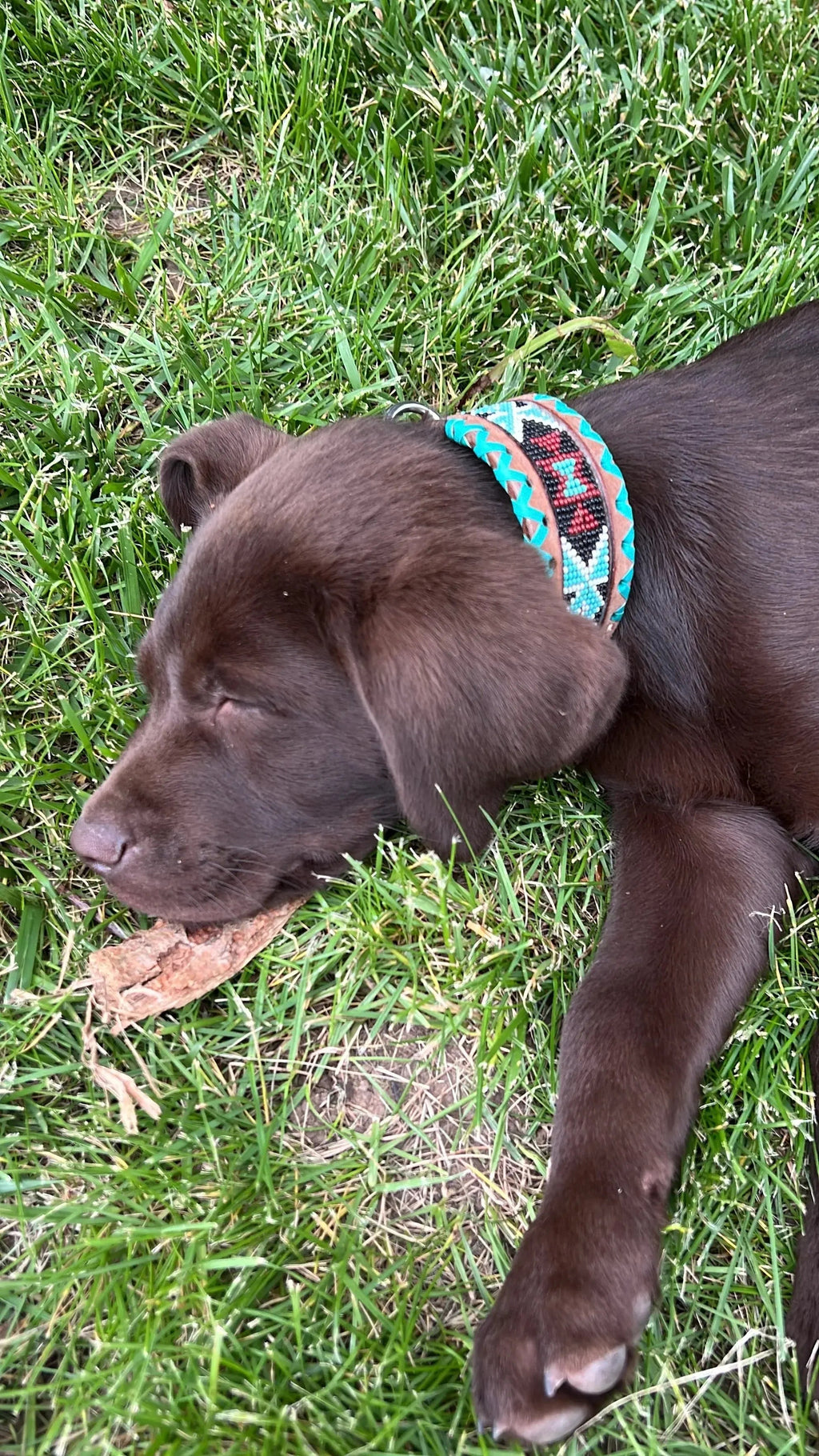 Genuine leather dog collar with teal, white, and burgundy beaded inlay design, a rawhide wrapped edge