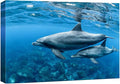 wall26 Canvas Print Wall Art Tropical Ocean Sea Underwater Dolphin Duo Nature Animals Photography Realism Rustic Scenic Landscape Wilderness Earth Colorful for Living Room, Bedroom, Office - 12"x18"