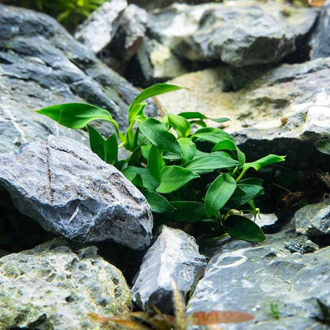 Ultum Nature Systems Anubias Nana Pinto Tissue Culture Live Plant for Aquarium, Freshwater Fish Tank, Aquascaping - 100% Snail Free in Vitro