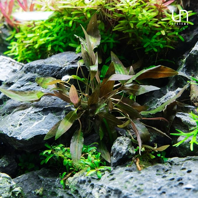 Ultum Nature Systems Cryptocoryne Parva Tissue Culture Live Plant for Aquarium, Freshwater Fish Tank, Aquascaping - 100% Snail Free in Vitro