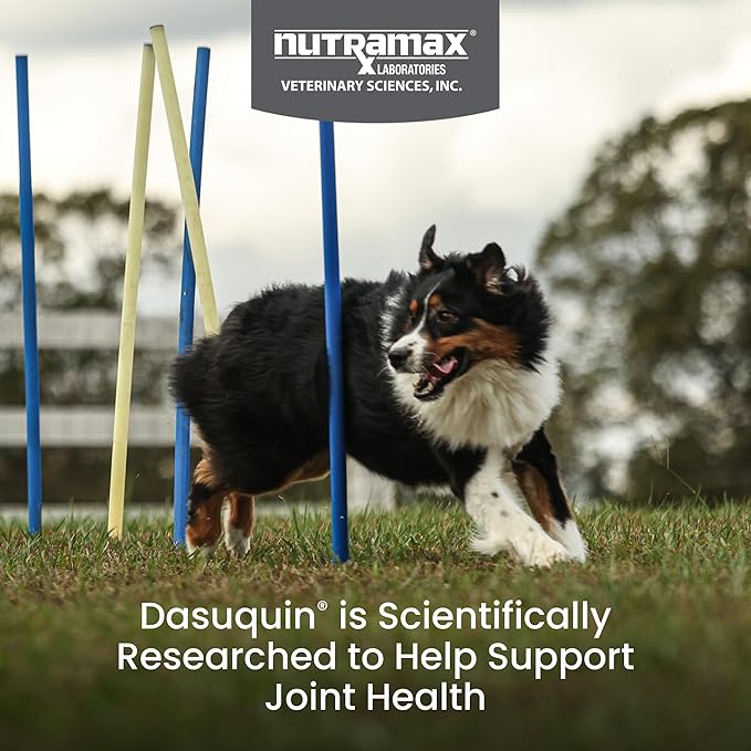 Nutramax Laboratories Dasuquin with MSM Soft Chews, Large Dog, 150 Count, brown