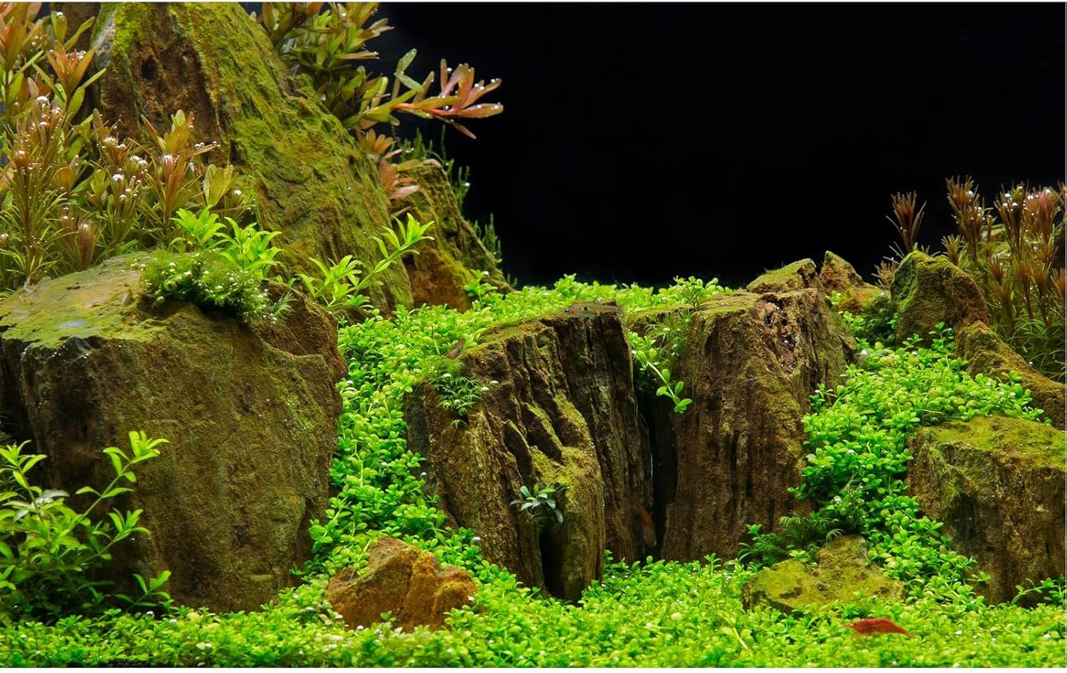 Aquarium Background Exquisite Underwater Grass with Moss Aquarium Backdrop Mysterious Stone Wall Aquarium Background Durable Vivid and Fresh Leaves Background Tank Backdrop Decor Vinyl 48x18in