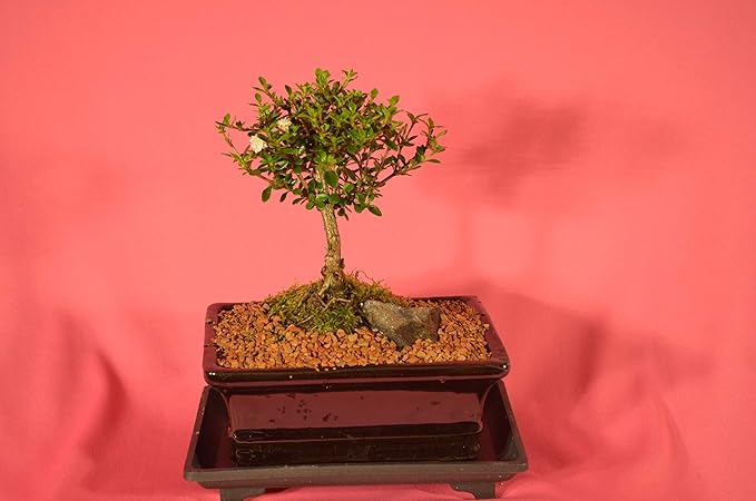 Serissa Snow Rose