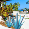 Enlarge Metal Plants Tequila Rustic Sculpture, Outdoor Patio Yard, Home Decor Hand Painted Agave Garden Statue, Outdoor Lawn Ornaments Yard Stakes for Mom Gift (1 Big&Large Blue)