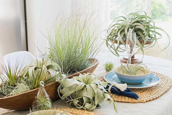 Air Plant Shop 20 Pack Tillandsia Air Plant Grab Bag of Premium Medium & Large Plants- Wholesale and Bulk - Succulents - Live Tillandsia - Easy Care Indoor and Outdoor House Plants
