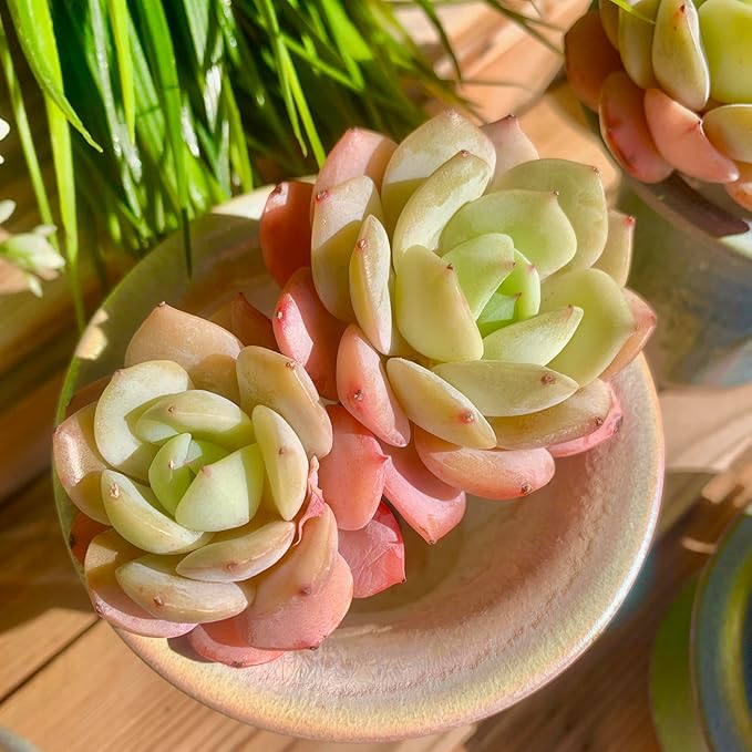 FWPP Rare Echeveria Love Song Succulent, Live 2-Head 3-Inch Plant