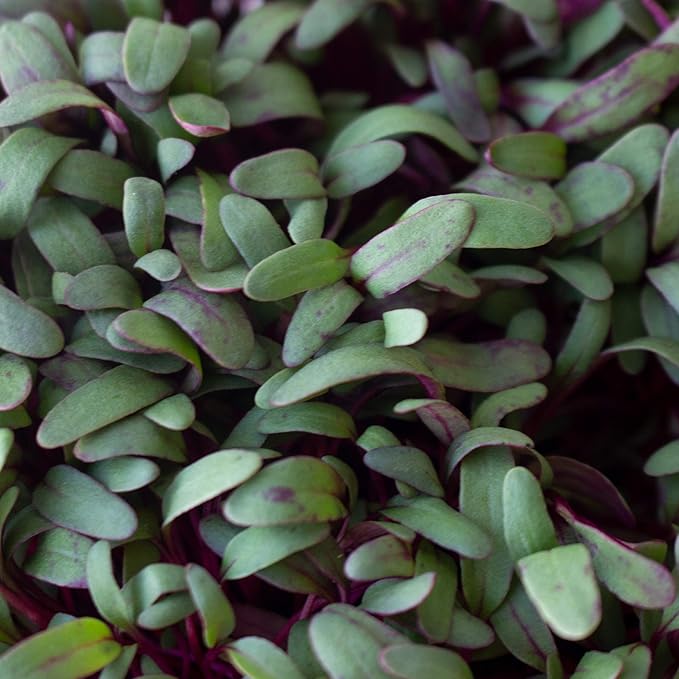 Beet Seeds - Red Round - 4 Oz ~6,000 Seeds - Beta vulgaris - Microgreens Seed - Non-GMO, Heirloom, Open Pollinated, Annual