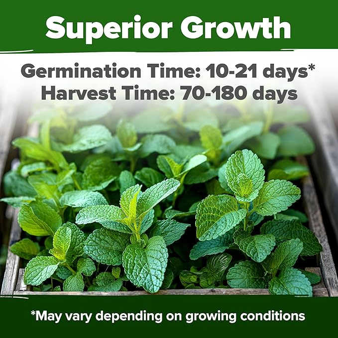 HOME GROWN Lemon Balm Seeds– 806 𝗡𝗢𝗡-𝗚𝗠𝗢 Heirloom Seeds for Planting – Melissa officinalis Herb for Tea, Garden, Indoor or Outdoor Growing–Plant for Pots, Beds & Hydroponics(Melissa officinalis)