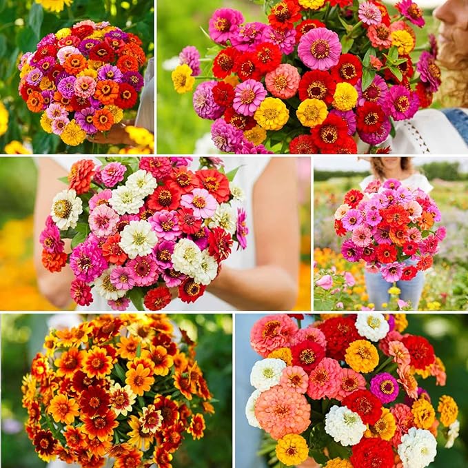 Eden Brothers Zin Master Flower Mixed Seeds for Planting, 1 lb, 480,000+ Seeds with California Giant, Mexican, Lilliput Zinnia | Attracts Pollinators, Plant in Spring, Zones 3, 4, 5, 6, 7, 8, 9, 10