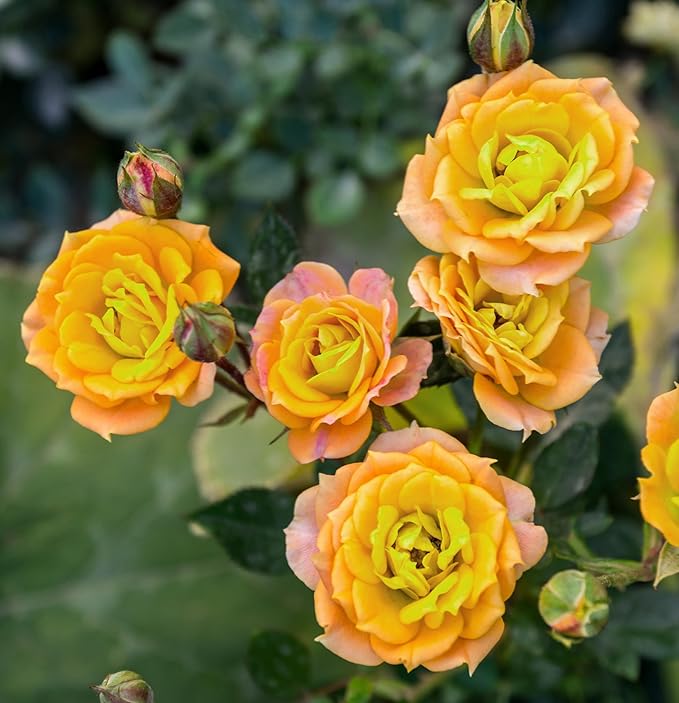 100+ Rose Seeds: 16 Blue Red Pink Yellow Heirloom Varieties for Colorful Perennial Shrubs