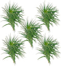 Air Plants - Flowering Tillandsia Pink Paske Large 5" - 5ct - Live Arrival Guaranteed - House Plants for Home Decor & Gift