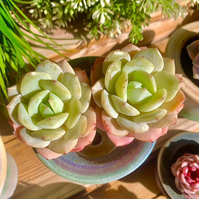 FWPP Rare Echeveria Love Song Succulent, Live 2-Head 3-Inch Plant