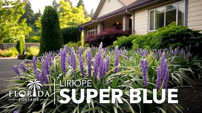 Liriope Super Blue | 5 Live 4 Inch Plants | Liriope muscari 'Super Blue' | Ornamental Ground Cover Plants | Shade-Tolerant Landscaping Perennial