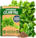 HOME GROWN 𝗨𝗦𝗔 𝗣𝗥𝗘𝗠𝗜𝗨𝗠 500+ Cilantro Seeds for Planting Indoors or Outdoors - Heirloom 𝗡𝗢𝗡-𝗚𝗠𝗢 Coriander Seeds, Grow Your Own Cilantro Plant - Culinary Herb Seeds for Your Herb Garden