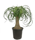Ponytail Palm - 3 Live Plants in 6 Inch Growers Pots - Beaucarnea Recurvata - Beautiful Clean Air Indoor Succulent Houseplant