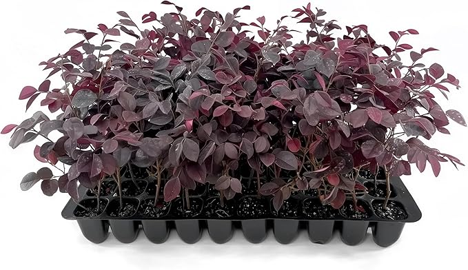 Loropetalum Carolina Midnight | 10 Live Plants | Loropetalum Chinense | Purple Foliage Shrub | Ornamental Landscape Bush | Fast Growing Plants