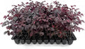 Loropetalum Carolina Midnight | 10 Live Plants | Loropetalum Chinense | Purple Foliage Shrub | Ornamental Landscape Bush | Fast Growing Plants