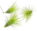 Air Plants - Tillandsia Andreana, Large 4-6" - 3ct - Live Arrival Gauranteed - House Plants for Home Decor & Gift