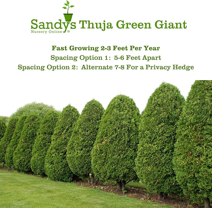 Thuja Green Giant Arborvitae Lot of 20, 3 Inch Pot