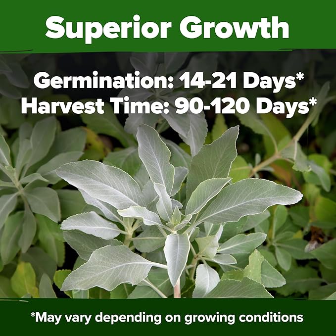 HOME GROWN 𝗨𝗦𝗔 𝗣𝗥𝗘𝗠𝗜𝗨𝗠 White Sage Seeds 323 Pack 𝗡𝗢𝗡-𝗚𝗠𝗢 Heirloom Seeds - Grow Aromatic Sage Plants for Your Herb Seeds Garden with Sage for Planting Outdoor or Indoor (Salvia apiana)
