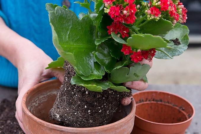 Kalanchoe Plant Premium Potting Mix - 20 Quart - Optimize Growth with Natural Ingredients (4 Bags of 5 Quartz)
