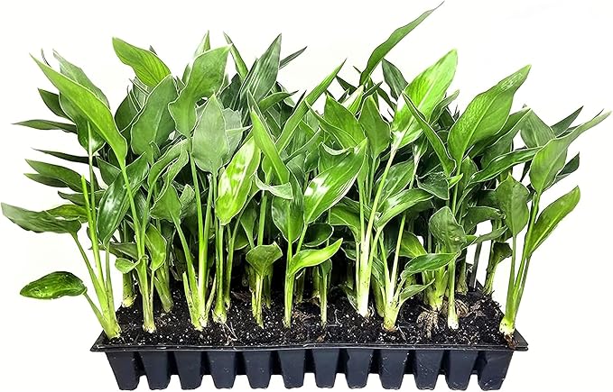 Orange Bird of Paradise | Strelitzia Reginae | 3 Live Plants | Tropical Perennial Blooming Specimen
