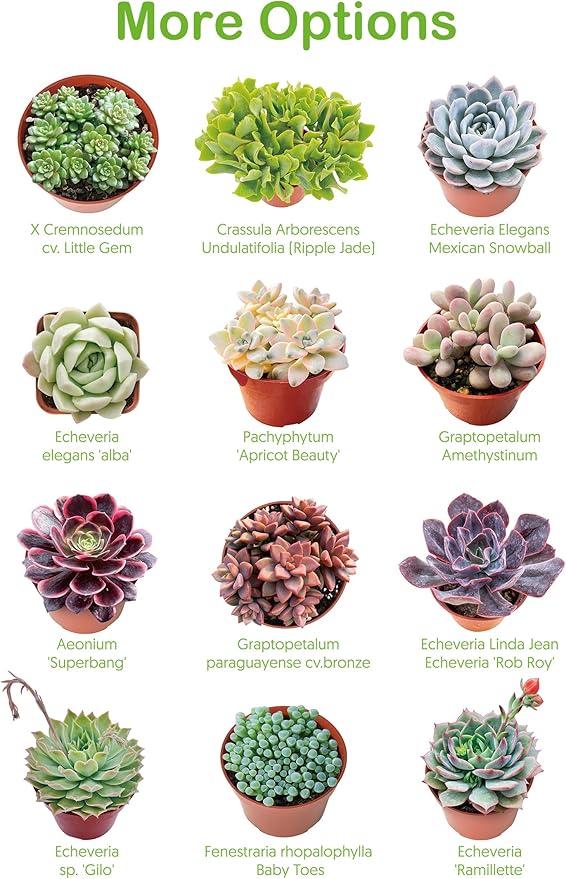 Live Succulents 'Turtle Vine' (4-inch), Succulent Plants Fully Rooted in Pots with Soil, Easy-Care House Plant for DIY, Home Office Decor, Wedding Party Favor