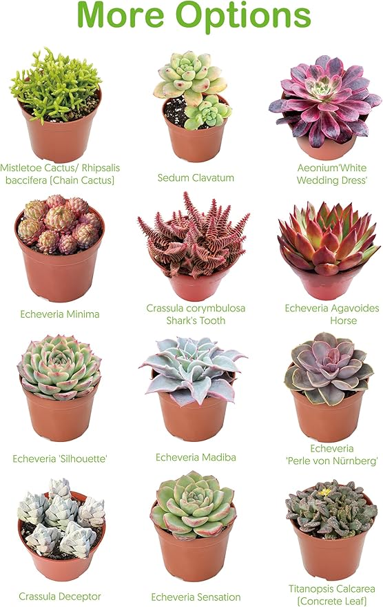 Live Succulent Echeveria 'Mexican pulidonis', Approx 2-inch Large, Potted Succulents, Fully Rooted, Easy Care House Plants