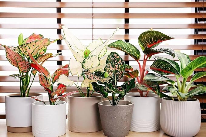 Aglaonema Potting Mix - Unlock Robust Growth and Vibrant Leaves with Our High-Performance Formula - 20 Quart