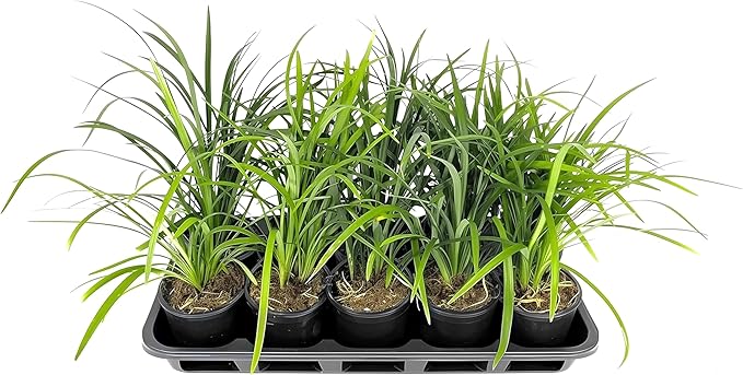 Liriope Super Blue | 3 Live 4 Inch Plants | Liriope muscari 'Super Blue' | Ornamental Ground Cover Plants | Shade-Tolerant Landscaping Perennial