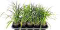 Liriope Super Blue | 10 Live 4 Inch Plants | Liriope muscari 'Super Blue' | Ornamental Ground Cover Plants | Shade-Tolerant Landscaping Perennial