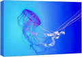 wall26 Canvas Print Wall Art Vibrant Neon Blue Pink Jellyfish Deep Sea Nature Animals Photography Realism Rustic Scenic Landscape Wilderness Earth Colorful for Living Room, Bedroom, Office - 16"x24"